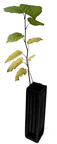 Trüffelbaum Haselnuss (Corylus avellana) mit Burgundertrüffel (Tuber Aestivum), hergestellt von Teuto-Trüffel mit deutschen Trüffeln und Saatgut