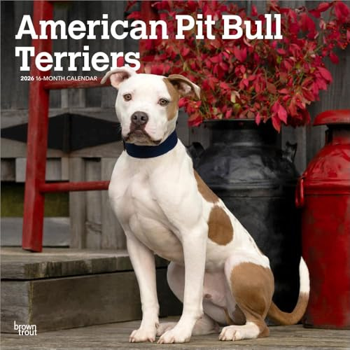 American Pit Bull Terriers | 2026 30 x 61 cm (hängande) månatlig fyrkantig väggkalender | plastfri | brunöring | djur hundraser
