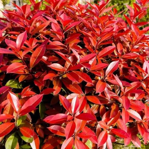 Semi di Photinia Red Robin ornamentali resistenti ornamentali biologiche giardino di decorazioni giardino per esterni per i luoghi soleggiati selvatiche, 800pcs