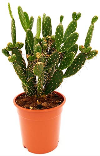 POWERS TO FLOWERS - FICO D'INDIA XXL VASO 18CM, pianta vera