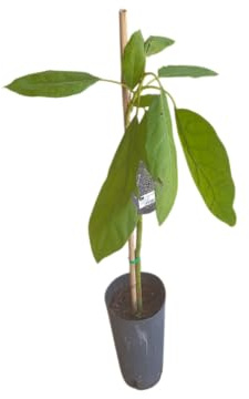 Árbol de Palta Natural – 1,5m – Planta Frutal Injertada para Huerto o Patio