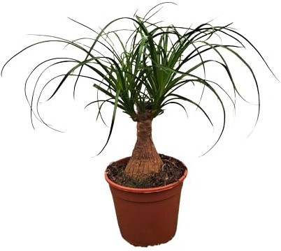 Beucarnea Recurvata Natural Crea un Rincón Exótico en tu Casa con esta Planta de Interior