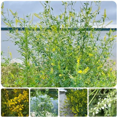 steinklee - Melilotus officinalis - winterharte garten bodendecker balkonblume blumenwiese zimmerbonsai kräutersamen exotische gartenblumen gartendeko für draußen wildblumen 300samen