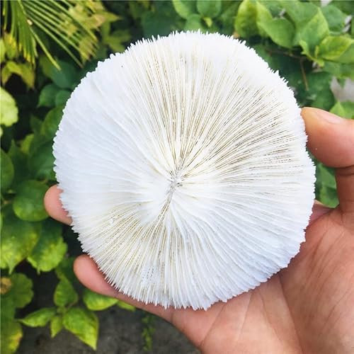 RRBXXUYN Home Sammlungen Naturstein Korallen Muschel Muschel Kristall Funktion Pilz Aquarium Aquarium Landschaft Dekoration Mikro-Landschaft Strand Nautisch(Size:9-10cm)