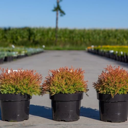 Thuja occidentalis 'Fire Chief' Dwarf Globe Evergreen Conifer with Colorful Foliage Gold to Bronze to Russet Red Ideal for Borders Containers 1X or 3X 1 Litre Pots by Thompson and Morgan