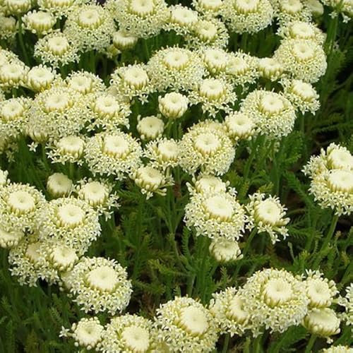 6 x Santoline petit cyprès 'Edward Bowles' - Santolina Chamaecyparissus - Godet 9x9 cm, Feuillage Argenté, Parfum Intense