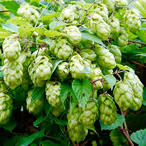 GardenersDream Humulus Lupulus Nordbrau Plant - Outdoor Garden Ready Hardy Shrub - Beautiful Climbing Perennial Plant - Outdoor Flowering Plants for Gardens, Walls & Trellises (20-30cm incl. 9cm Pot)
