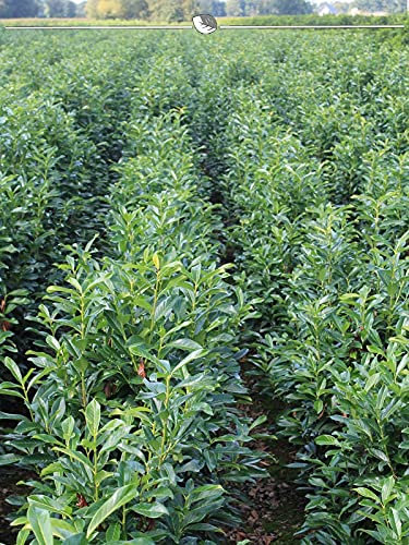 Prunus Genolia 120-140 cm im Topf. 3 immergrüne Kirschlorbeer Heckenpflanzen