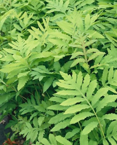 Onoclea sensibilis 9x9 cm Topf – Winterhart & Mehrjährig & Pflegeleicht – Perlfarn – Schattenstaude für Garten & Teichrand