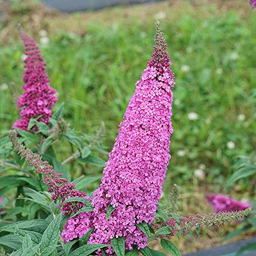 Pugster Pinker™ Butterfly Bush - Buddleia - 4 Pot