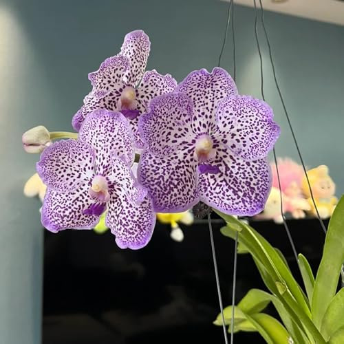 Semi pendenti di orchidea Vanda, per luoghi soleggiati semi da giardino decorazione soggiorno regali per gli amanti del giardino vecchie varietà esotici 200pcs