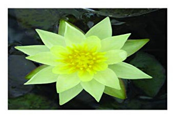 Lincolnshire Pond Plants Ltd - Aquatic Pond Plants Pygmaea Alba (canina) Water Lily - Pond Plants - DW08-Potted