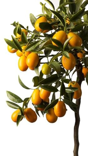 Kumquat Natural Árbol Frutal de Citricus Japonica - Naranjo Enano