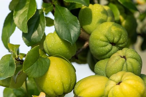 Chaenomeles 'Cameo' 40-60 cm – Winterhart, Mehrjährig, Pflegeleicht – Zierquitte – Heckenpflanze für Garten & Sichtschutz