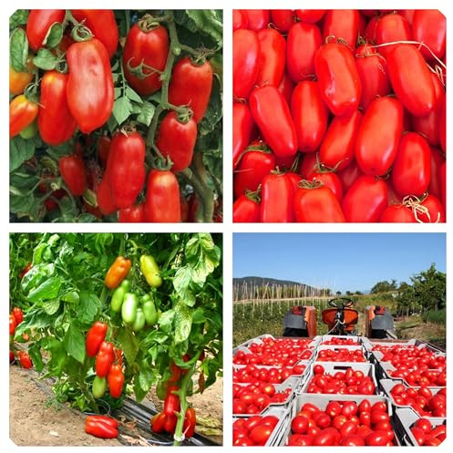 Pomodori San Marzano Alto, Varietà da Orto 150 Semi, San Marzano tomato seeds