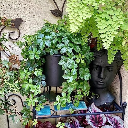vite vergine - parthenocissus tricuspidata resistenti in vaso per a 450semi