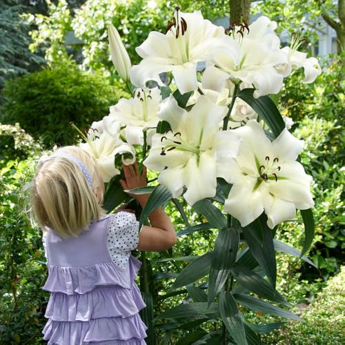 YouGarden Skyscraper Lily 'Pretty Woman', Set of Five Bulbs, Ready to Grow and Plant, Tall White Bedding Lilies, Plant in Garden Borders