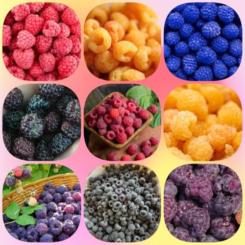 Semillas de frambuesa - semillas de regalos para jardineros de balcón semillas exóticas columnar variedades antiguas columnares regalos 400pcs