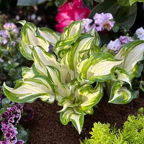 Semi di Hosta, per gli amanti Hosta plantaginea, semi da giardino esotiche 80pcs