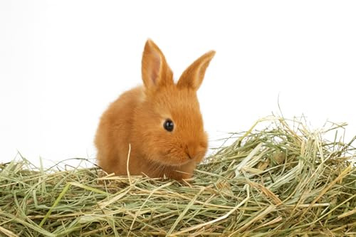 Natürliches Heu für Kaninchen, 1 kg, aus italienischem Bergwiesenheu, sonnengetrocknet, Futter für Meerschweinchen, alle Nager, Pferde, Schafe, Ziegen | Premium-Qualität