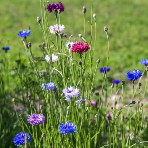 1000 piezas semillas de aciano organicas semillas balcón decoracion de jardin silvestres jardín sostenibles