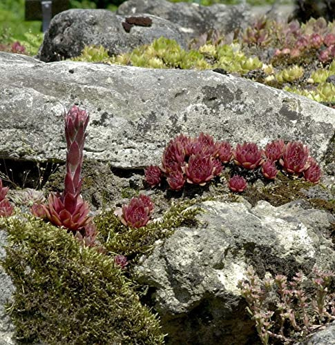 Dachwurz Rubin - Sempervivum cultorum - lebende Gartenpflanze aus den Baumschulen