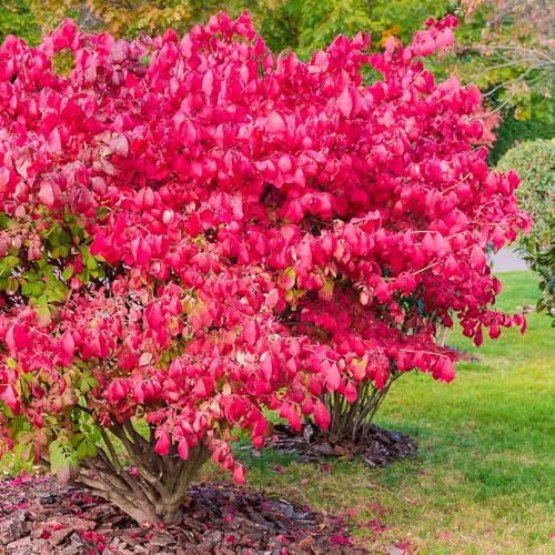 YouGarden Euonymus alatus Burning Bush Set of Three Established Shrubs in 9cm Pots Ready For Planting