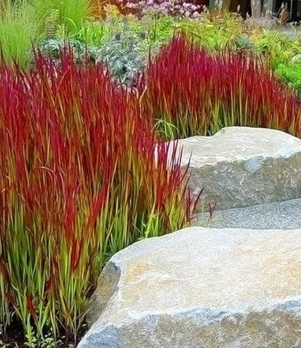 BALDUR Garten 12x Ziergras 'Red Baron', Pflanzen im 9x9 cm-Topf | Japanisches Blutgras, Flammengras, Imperata cylindrica, Ziergräser, winterharte Staude, mehrjährig, Pennisetum orientale