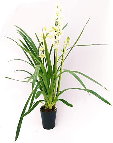 POWERS TO FLOWERS - CYMBIDIUM BIANCO XXL, pianta vera