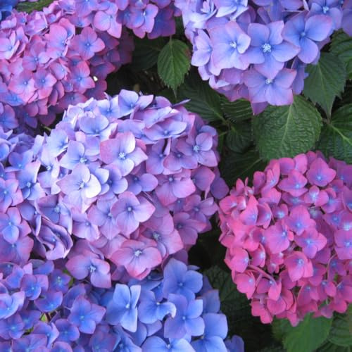 Winter Hardy Blue to Pink Purple Hydrangea Bush Tree Live Shrub Plant, 6-12 Blue to Smooth Pink to Purple Blooms, Established Roots, Dormant, No Leaf