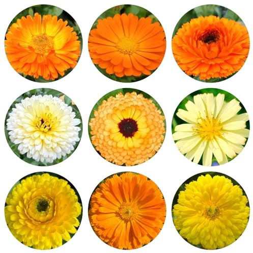 semi di calendula biologici - decorazione ufficio resistenti giardino primaverili roccioso 550pcs