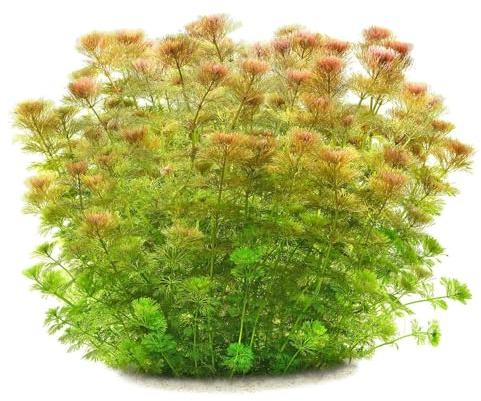 Aquasabi - Limnophila sessiliflora - Blütenstielloser Sumpffreund - Topf 5 cm - Hintergrund Wasserpflanze für Aquarium - Topf Aquarienpflanze - Aquascaping