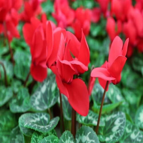100 semi di ciclamino rosso