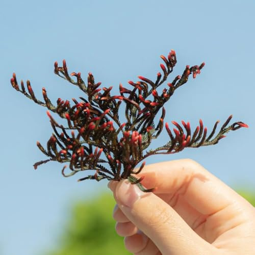 rose von jericho - exotische zimmerpflanzen blumenwiese dekopflanzen garten steingartenpflanzen pflanztopf kräutergarten hochbeete für garten zimmerpflanze bonsai hochbeet 4zwiebeln