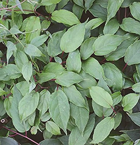 Männliche Kiwi Kens Red 60-80cm - Actinidia arguta - lebende Gartenpflanze aus den Baumschulen