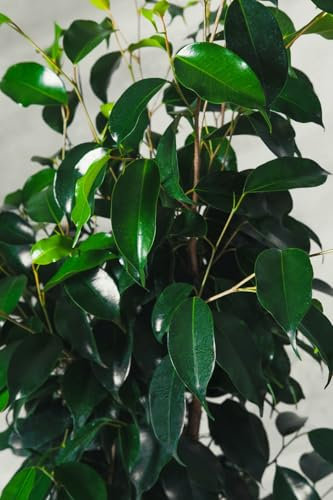 Pianta di Ficus benjamina Danielle vaso 16cm h 110cm