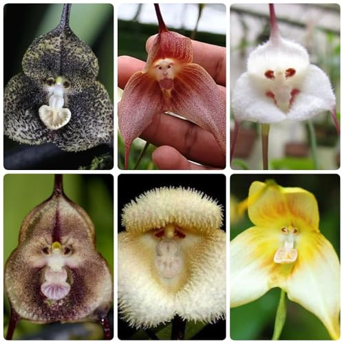 semillas de cara de mono, orquídea cara de mono, semillas exóticas Orquídea Drácula Simia, jardín raras de orquídea cabeza de mono resistentes 200pcs
