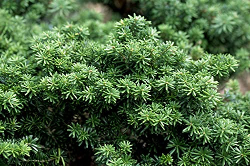 Abies koreana 'Cis' 40 cm – Winterhart, Immergrün, Pflegeleicht – Koreanische Tanne – Ziergehölz für Garten & Kübel