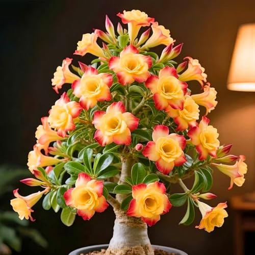 Rosa del Desierto, Estilo Único para Balcón y Patio-3Bulbos-X