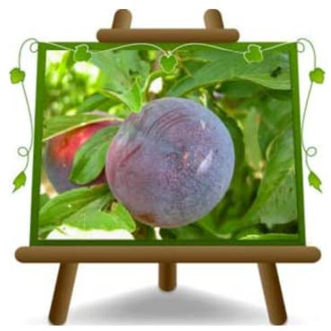 Ciruelas Black Splendor - Planta frutal en maceta de 26 - Árbol máx 200 cm - 4 años