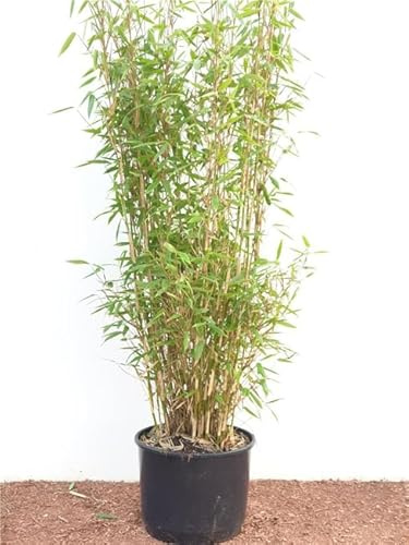 Gartenbambus Fargesia murieliae Jumbo 80-150 cm winterhart immergrün | Sichtschutz, horstbildend, nicht wuchernd, sonnig bis halbschattig, schnittvertraeglich, robust