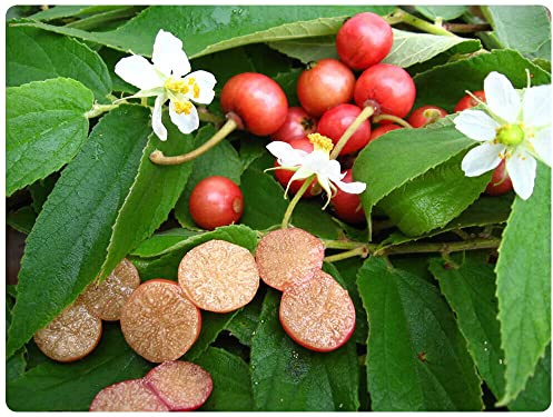 VIVAIO GARDEN FOREST Muntingia Calabura Pianta | Strawberry Tree, Ciliegia della Giamaica, Da Frutto, Per Giardino e Terrazzo