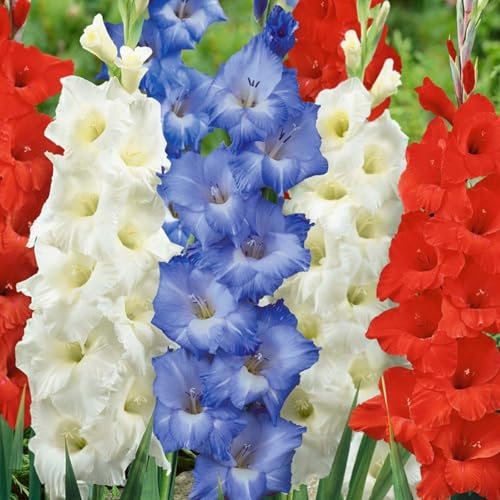 Gladiolus Plant Gladiolus Bulbs UK(Plant Bulbs,Wedding Flowers)-8bulbs-f