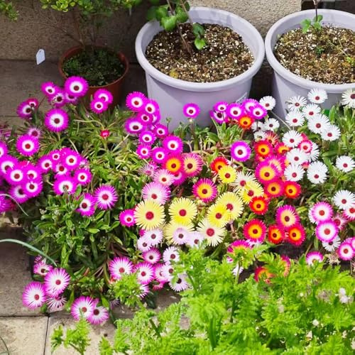 mittagsblume - wildblumensamen bodendecker winterhart mehrjährig bonsai topf blumensamen kräutersamen hochbeet balkon blumensaat zimmerpflanzen wildblumen balkonblumen frühlingsblumen 200samen