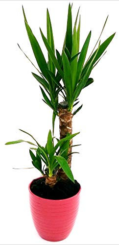 POWERS TO FLOWERS - YUCCA 2 TRONCHI IN VASO CERAMICA ROSA ANTICO A RIGHE, Tronchetto della felicità, pianta vera