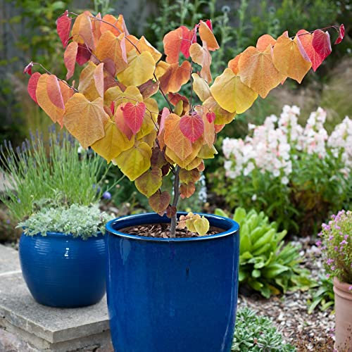 Suttons Cercis Eternal Flame, Judas Tree, Hardy Shrub or Tree, Pink Flowers, Attractive Foliage, Stunning Autumn Colour, Ideal for Small Gardens, 1 x 3-Litre Potted Plant