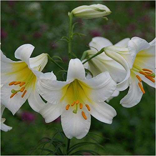 3 x Giant Dutch 'Regale Album' Lilies - Summer Flowering White Lily Bulbs