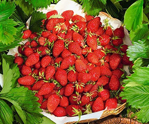 Seeds4planting - Seeds Alpine Strawberry Alexandria Red Everbearing Wild Climbing Heirloom Fruits Non GMO