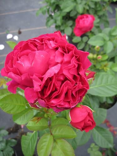 Rosa Marietta ® - Nostalgie Edelrose - Tantau Rose