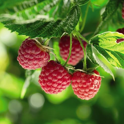 Raspberry 'Polka' (Autumn Fruiting) - Early Cropping Variety with Sweet Deep-Red Berries 9cm Pot x 1 by Thompson and Morgan